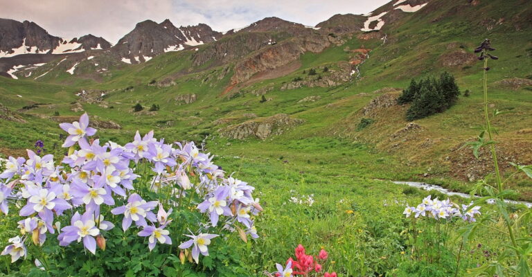Mountain landscape with vibrant wildflowers, including pale purple columbines and pink blooms in foreground, lush green hills, scattered snow patches, and a serene, expansive sky.