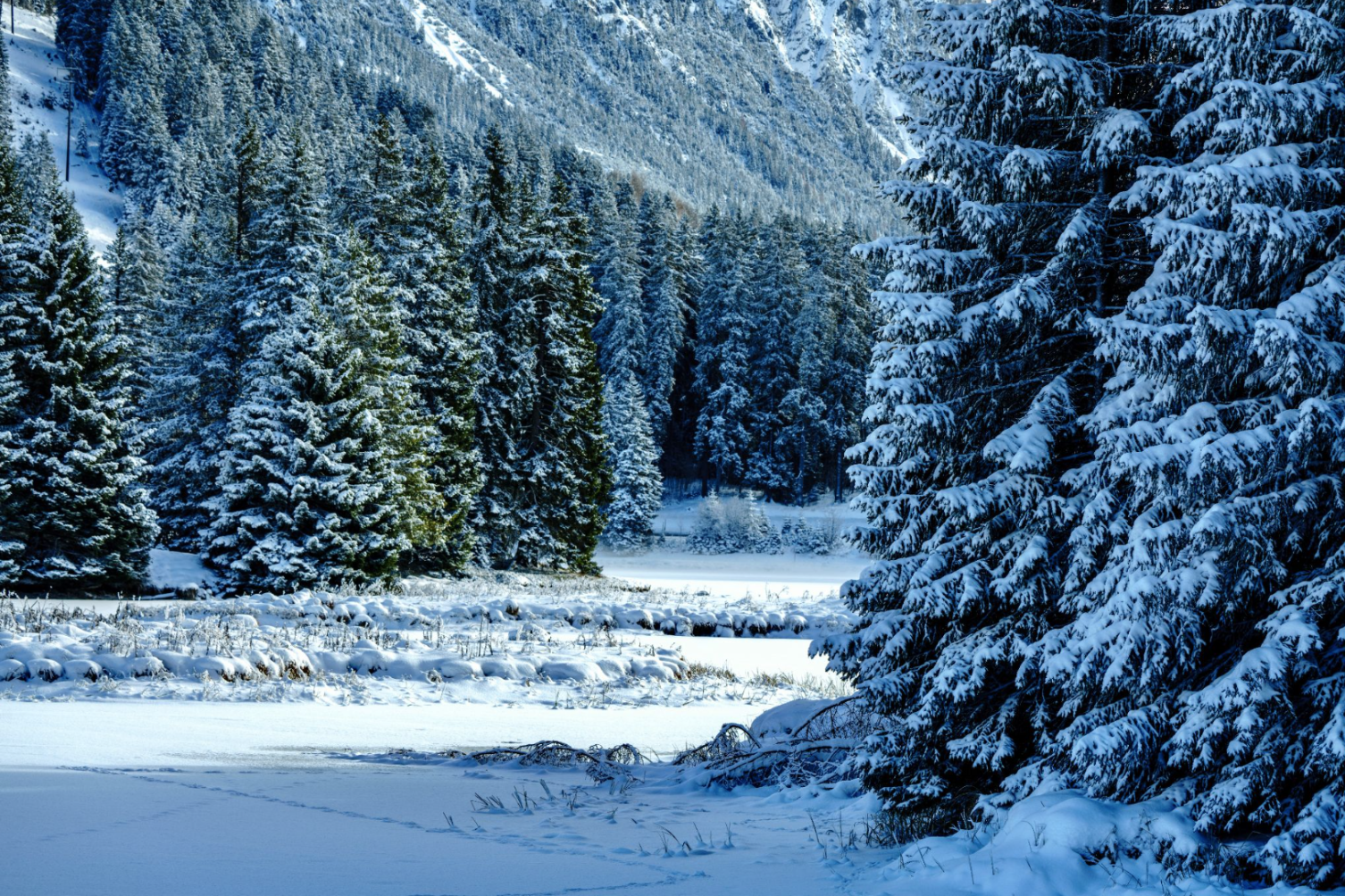 evergreen trees in the snowy mountains