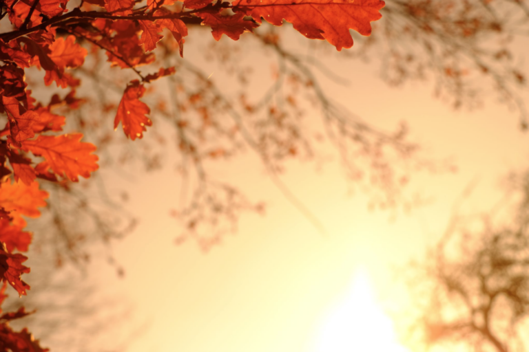 red leaves and tree branches overlooking setting sun