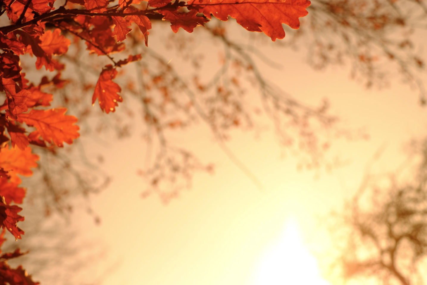 red leaves and tree branches overlooking setting sun